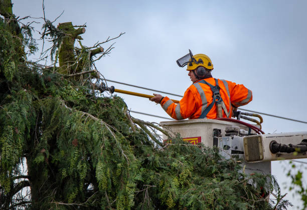 How Our Tree Care Process Works  in  Nyack, NY